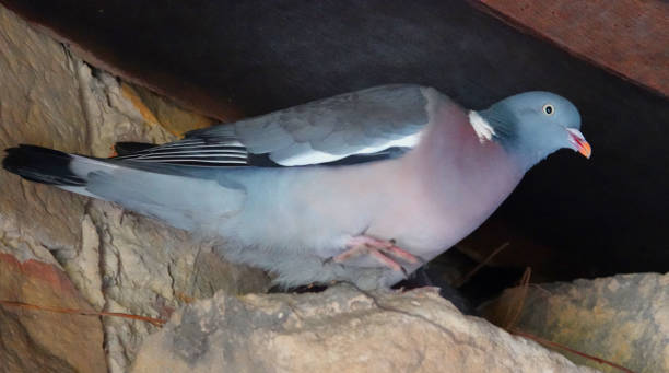 istock This wood pigeon visits his hatching wife 1395848287