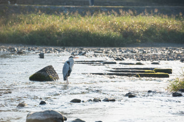 istock Kamo River in Kyoto 1395850113
