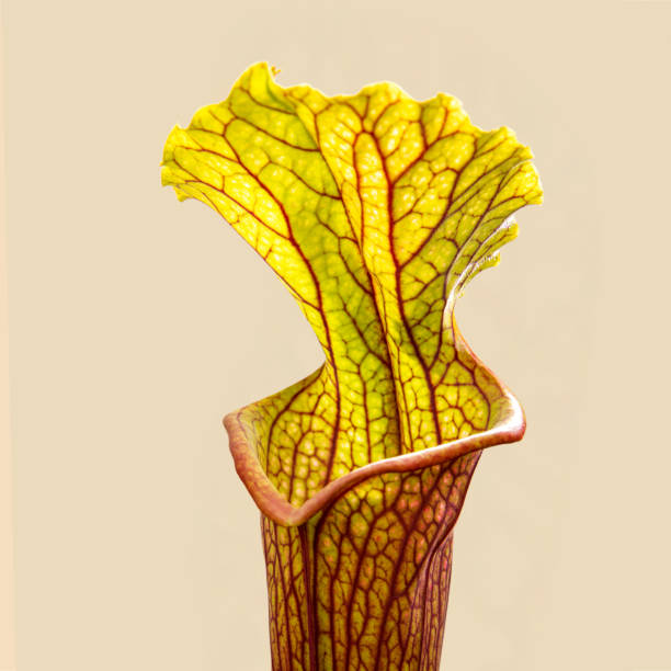 istock Sarracenia flava var.ornata 1395850322