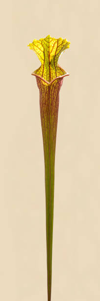 istock Sarracenia flava var.ornata 1395850324