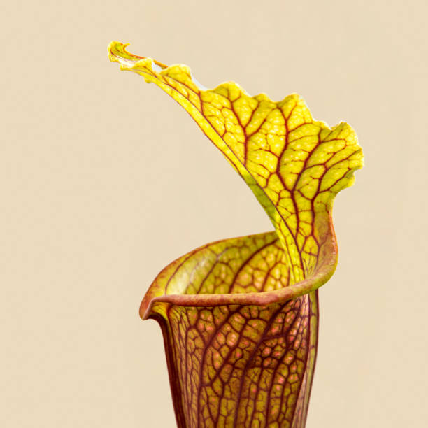 istock Sarracenia flava var.ornata 1395850326