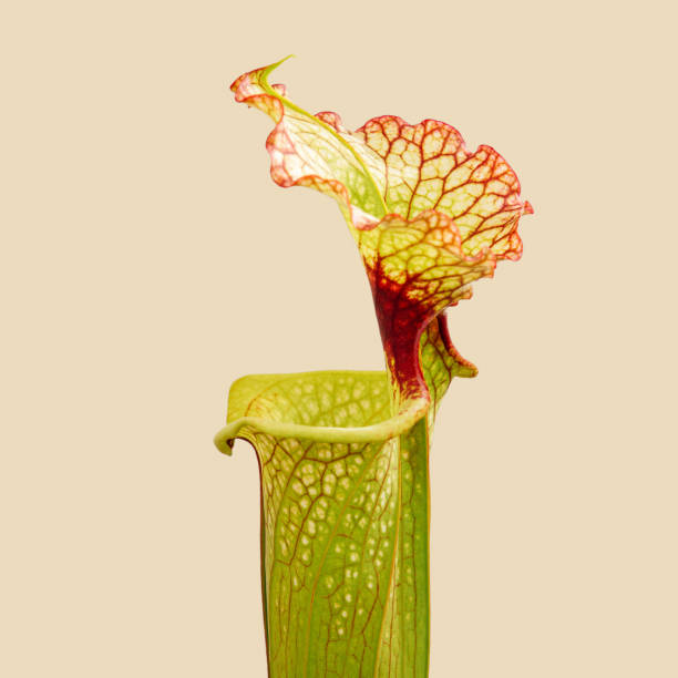 istock Sarracenia flava 1395850344
