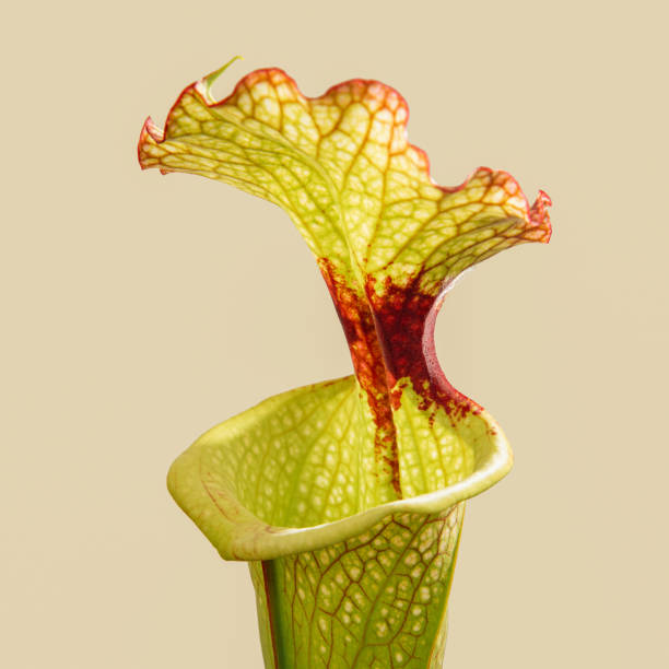 istock Sarracenia flava 1395850349