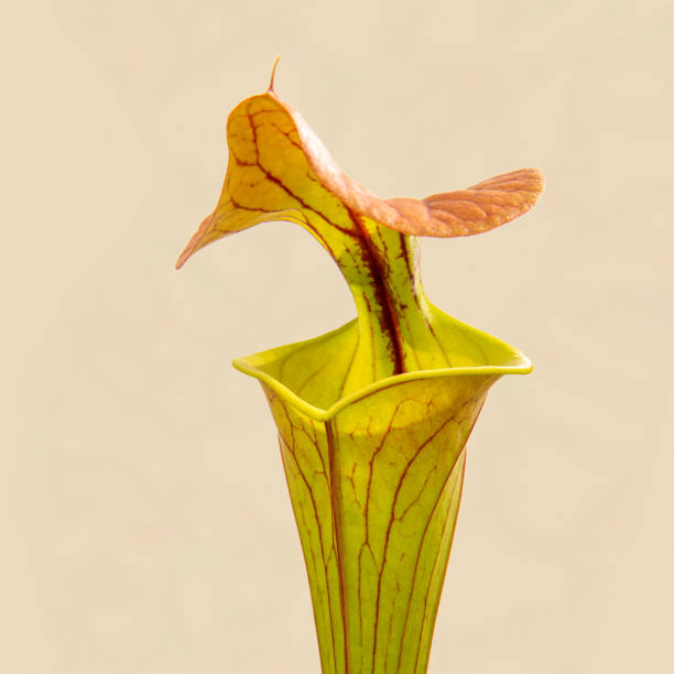 istock Sarracenia flava var. cuprea 1395850416
