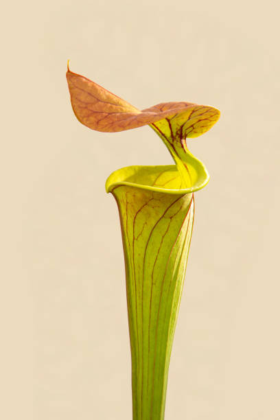 istock Sarracenia flava var. cuprea 1395850418