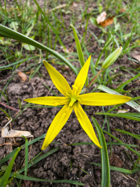 Gagea pratensis flowers, called the Yellow Star of Bethlehem, in spring day. Gagea pratensis flowers, called the Yellow Star of Bethlehem, in spring day. gagea pratensis stock pictures, royalty-free photos & images