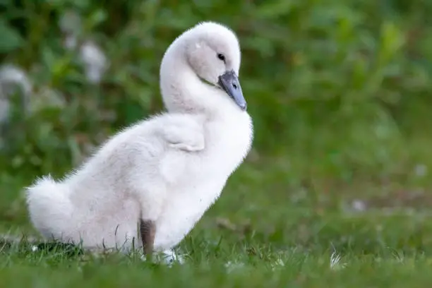 Swan chicks in green nature