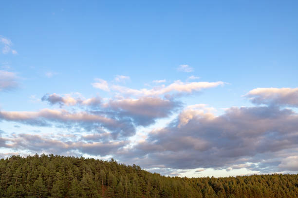 white clouds over the forest, blue sky and white clouds. early morning