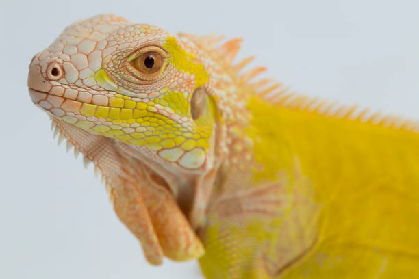 Cuban rock iguana, Cyclura nubila, isolated on white