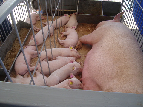 A newborn piglet is sucking milk from a mother pig.