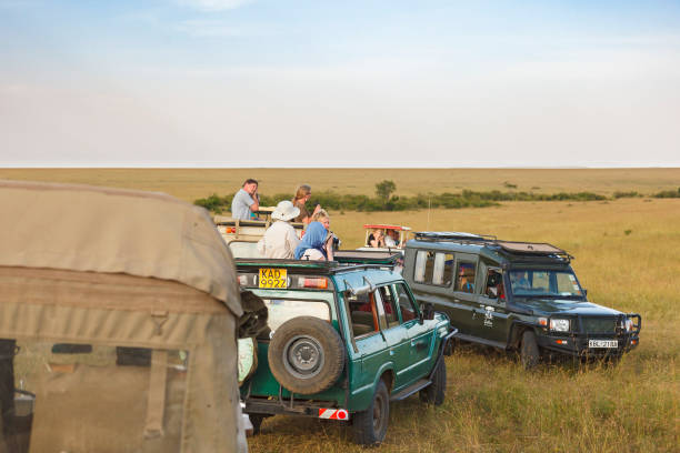 Game drive with tourists watching the wildlife on the savanna in Africa Maasai mara, Kenya - February 09, 2016: Game drive with tourists watching the wildlife on the savanna in Africa nature reserve stock pictures, royalty-free photos & images