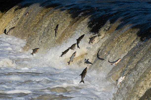 Fishes go for spawning upstream. Vimba jumps over waterfall on the Venta River. Kuldiga, Latvia.