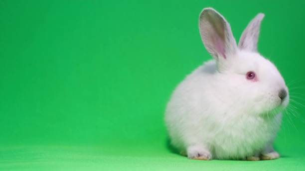 istock Little white rabbit on a background of chromakey. 1395857226