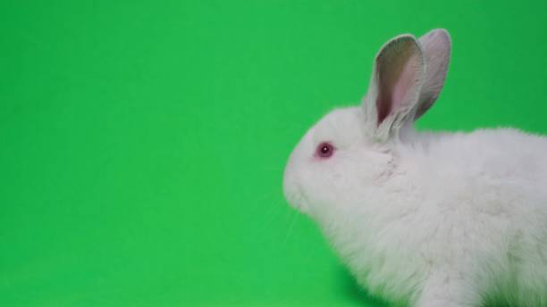 istock White rabbit on a green background chromakey 1395857233
