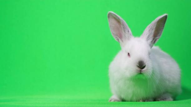istock White rabbit in the studio on a green background. Fluffy pet. Chroma key background 1395857238