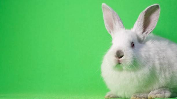 istock Beautiful white rabbit sits on a green background and sniffs moving his nose. Chroma key 1395857247