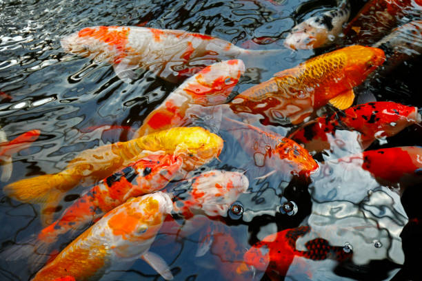 istock Goldfish in the pond 1395858230