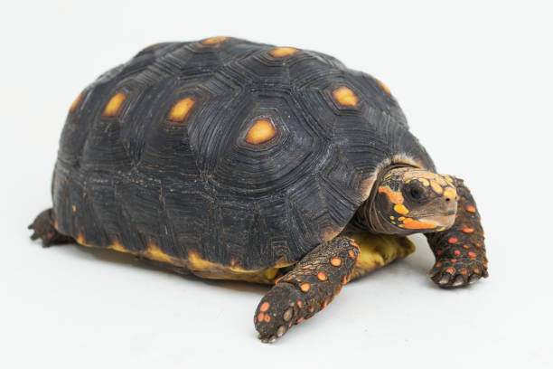 istock Red-footed tortoise Chelonoidis carbonaria on white background 1395858522