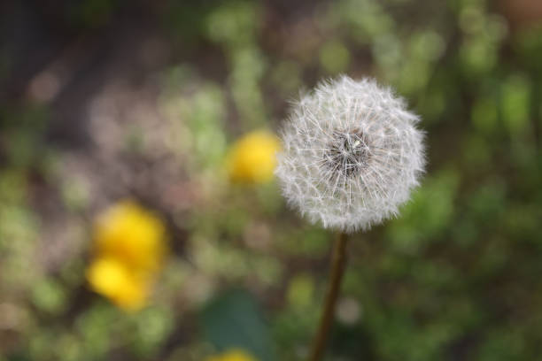 istock selective focus on white dandelion in nature 1395860170