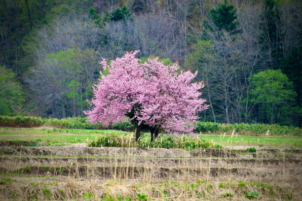 istock One cherry tree in Toyosato, Kamuicho, Asahikawa 1395860802