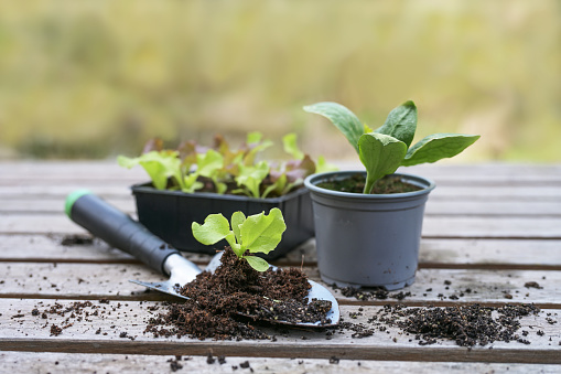 Home gardening: Flower pot and shovel with dirt isolated on white background. Copy space