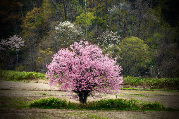 istock One cherry tree in Toyosato, Kamuicho, Asahikawa 1395861808