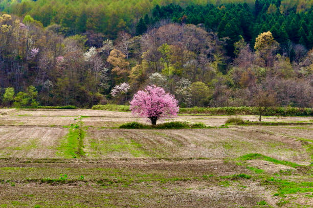 istock One cherry tree in Toyosato, Kamuicho, Asahikawa 1395862964