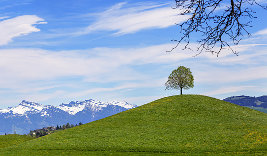 Drumlin hill top with a single tree under blue sky in summer and snow moutain at the background