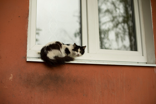 Cat on window. Pet sits on windowsill. Animal on street.