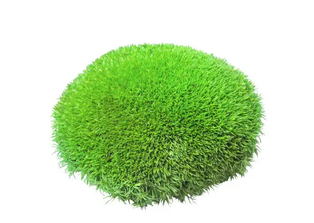 Green tuft leucobryum moss isolated on white background. Leucobryum glaucum or Pincushion bryophyte growing grass closeup cut out. Decorative Pin cushion perennial mosses element cutout for design