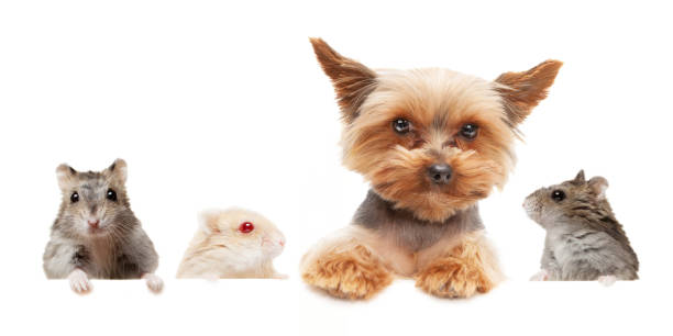 istock Dog and hamster on a white background 1395867493