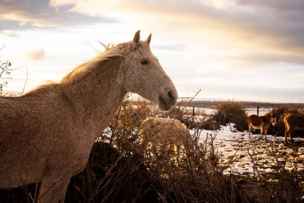 istock head white horse in the meadow at sunset 1395870502