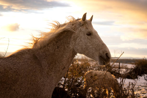 istock head white horse in the meadow at sunset 1395870524