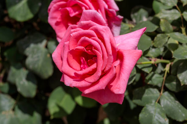 istock Pink, beautiful rose blossoms in the flowerbed 1395870525