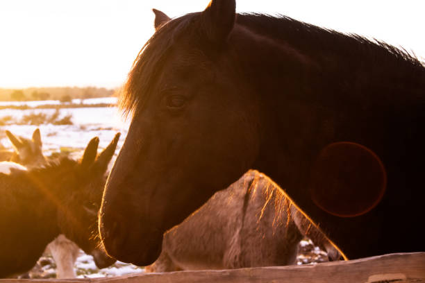 A warm glowing sunset, with mountains in the background and a horse grazing in the foreground, Asturias, Spain.