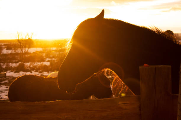black horse head silhouette backlit at sunset in a snowy meadow