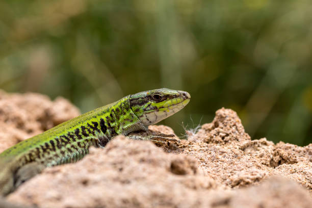 istock Erhard's Wall Lizard (Podarcis erhardii naxensis) sitting on a stones close-up in a sunny day 1395870703