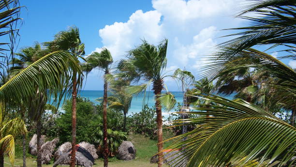 istock Coconut trees (Cocos nucifera) on a sky and the Atlantic Ocean background 1395873292