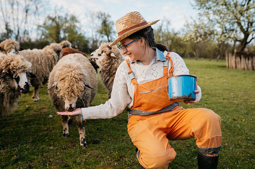 Farm worker feeding sheep