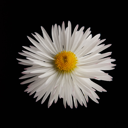 Daisy flower against black background