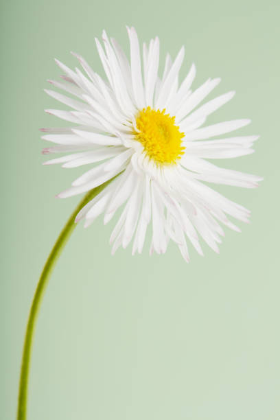 istock Daisy against pastel green background 1395874932