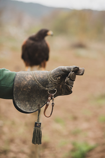 Harris Hawk and protective falconry leather glove. Falconry concept.
