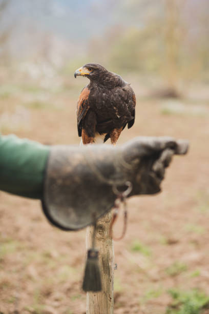 istock Harris Hawk and protective falconry glove. 1395875208