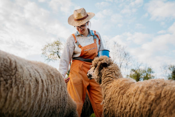 istock Farmer Feeding the Sheep 1395875354
