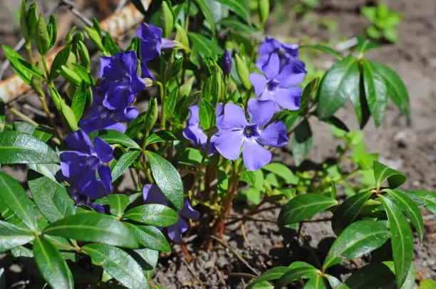 Blue periwinkle flowers with green leaves close up on defocused background. Spring primrose ground cover.