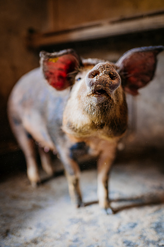 A pink Vietnamese pot-bellied pig enjoying some sun