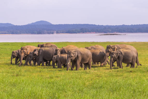 Sri Lankan Elephant Pictures | Download Free Images on Unsplash