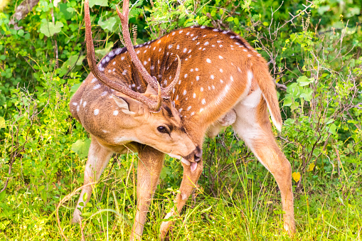 Sri Lankan Axis Deer in its natural habitat. Beautiful deer with white dots licking its paw