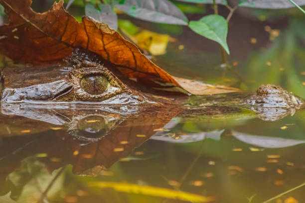 Close up of a Caiman in the water. Wild Caiman in the river in its natural habitat in Tortuguero, Costa Rica tortuguero national park stock pictures, royalty-free photos & images