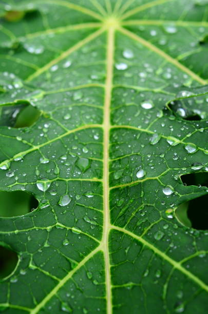 istock detail of leaf 1395876518